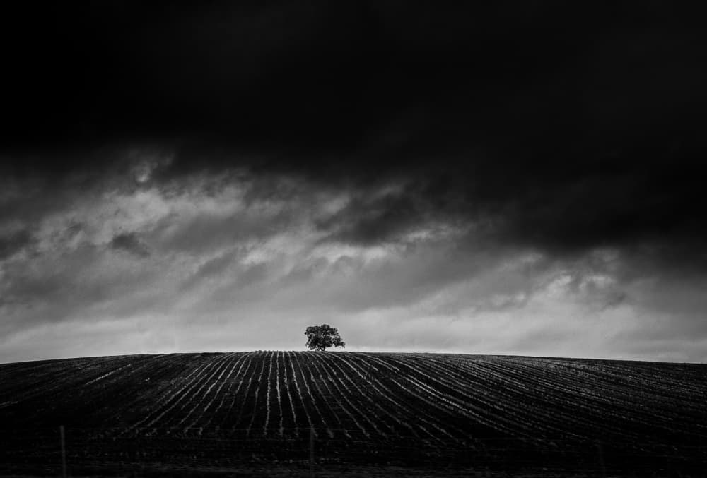 Lone Tree Dark Sky by Adam Dauria ☂ — canvas wall art