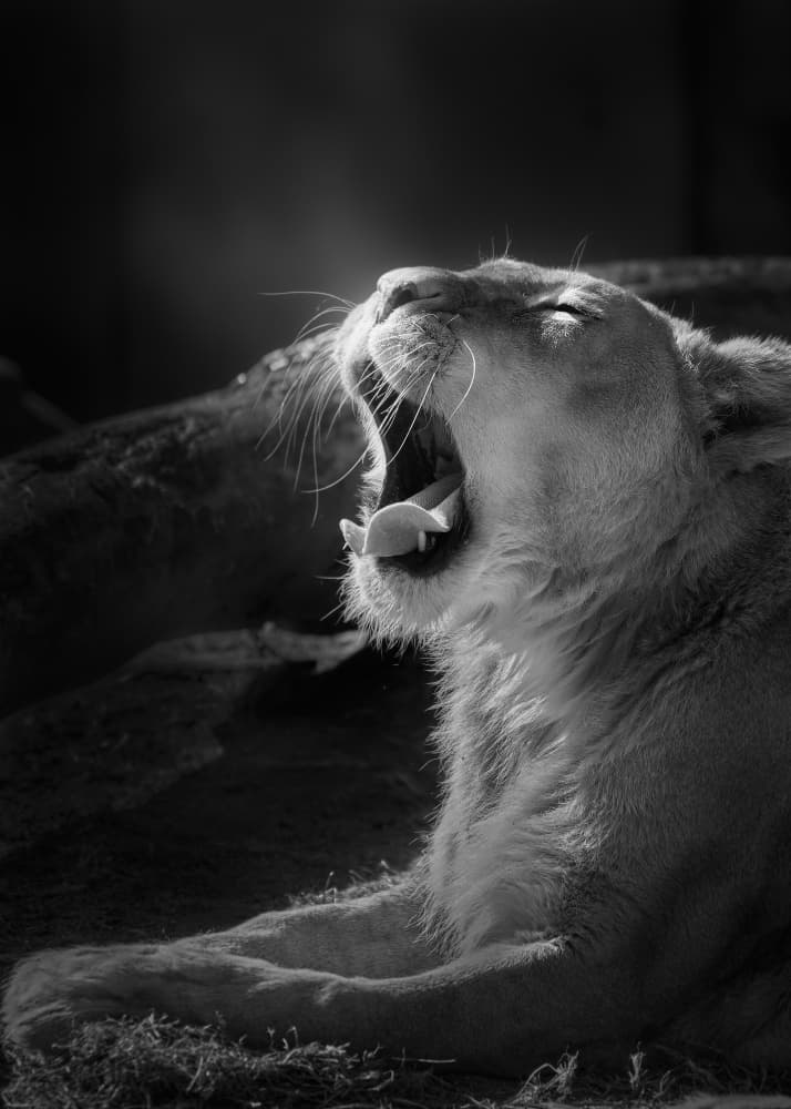 Dramatic Lioness Yawn by Kaisyakuji Yushi — canvas wall art