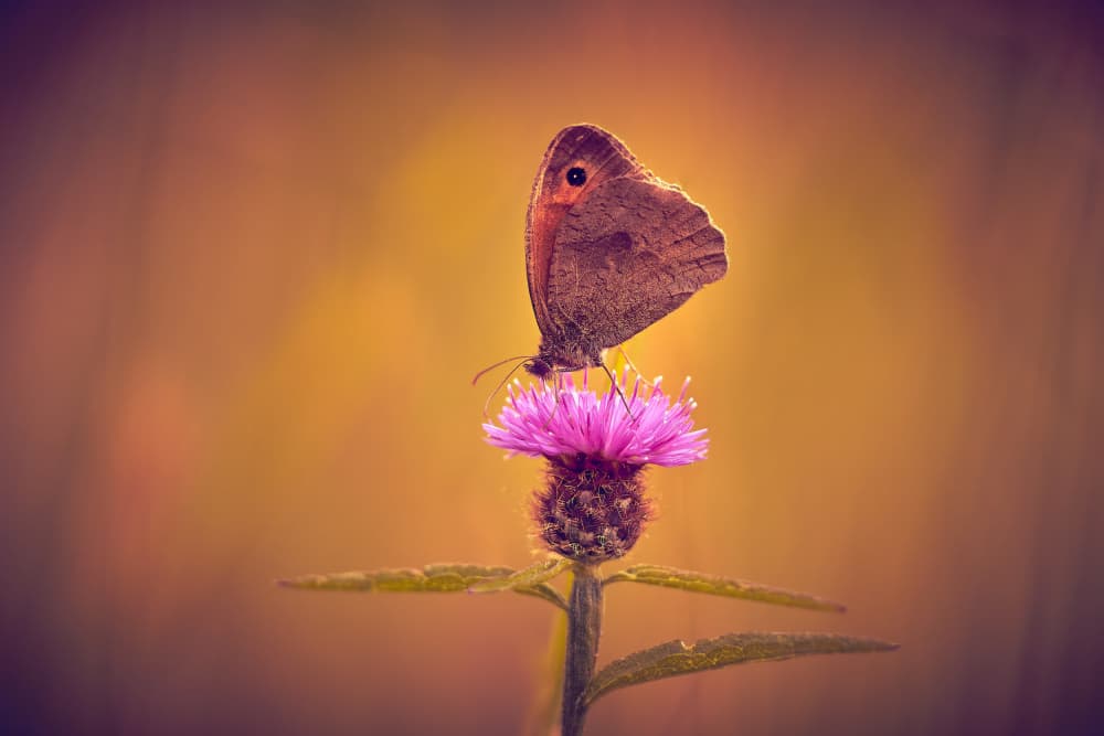 Delicate Thistle Butterfly by Stuart Williams — canvas wall art