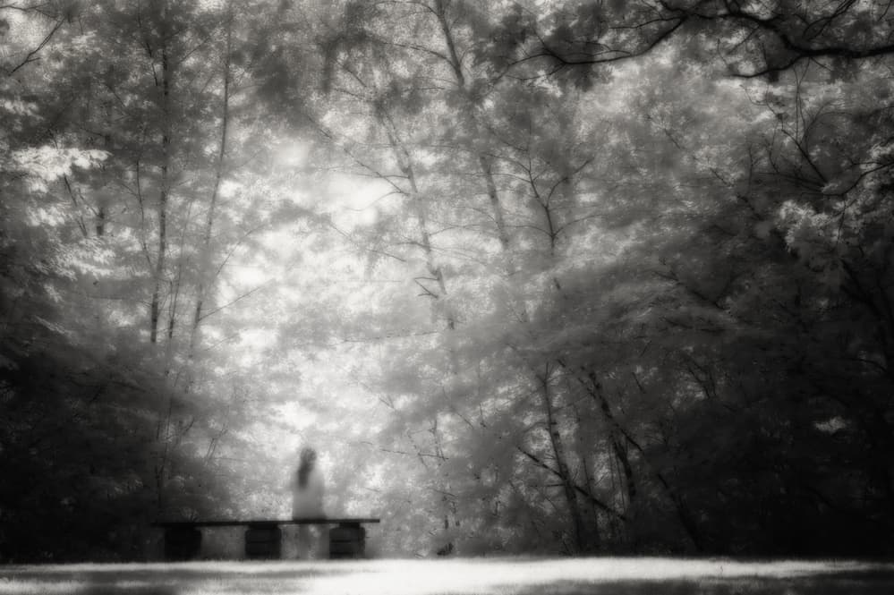 Ethereal Forest Bench by Christoph Hessel — canvas wall art