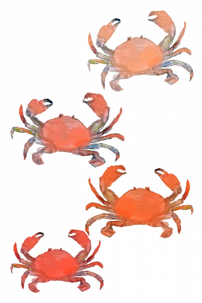 Seafood Crabs Watercolor by cartissi — canvas wall art