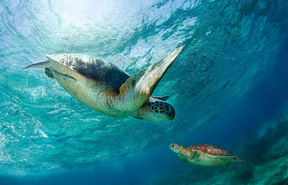 Swimming Sea Turtles by Andrey Narchuk — canvas wall art