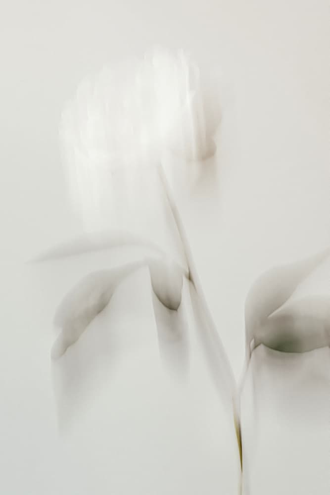 Ethereal White Peony by Pictufy Studio III — canvas wall art