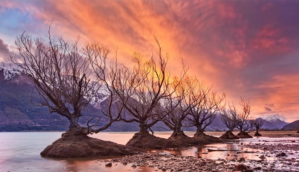 Dramatic Sunset Willows by Yan Zhang — canvas wall art