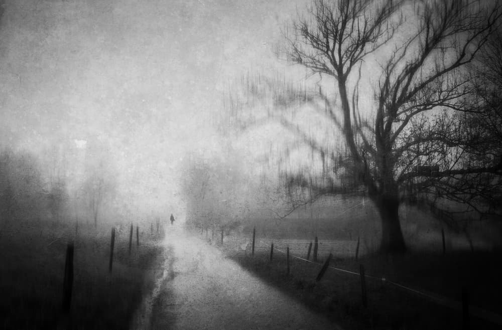 Misty Path Bare Tree by Adam Dauria ☂ — canvas wall art
