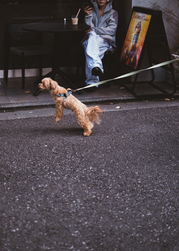 Playful Dog Urban Cafe by HIDASAN — canvas wall art