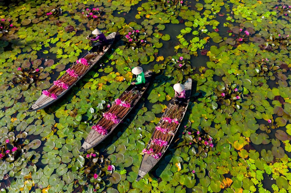 Lotus Harvest Boats by Tran Van Truong — canvas wall art