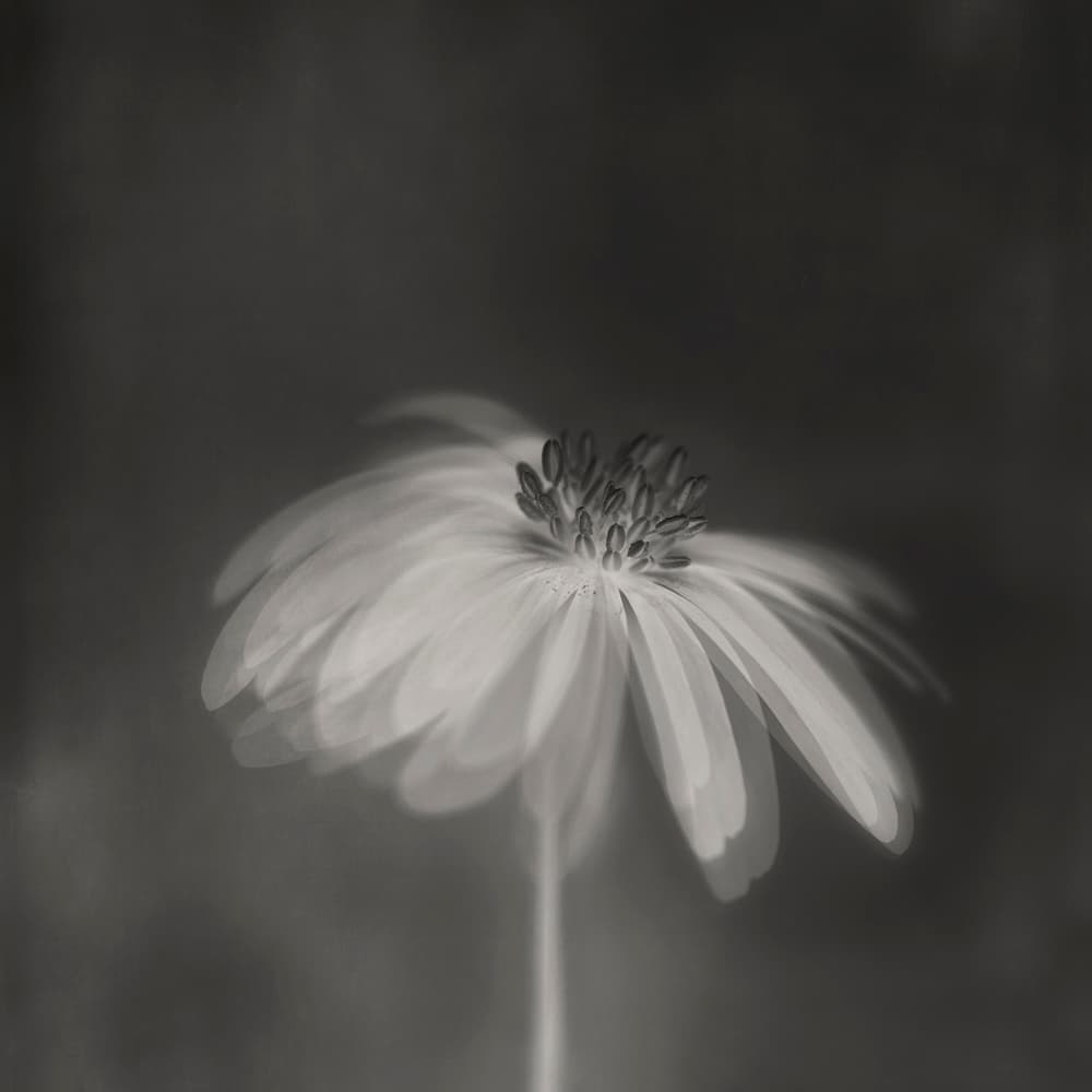 Soft Dreamy Bloom by Lotte Grønkjær — canvas wall art