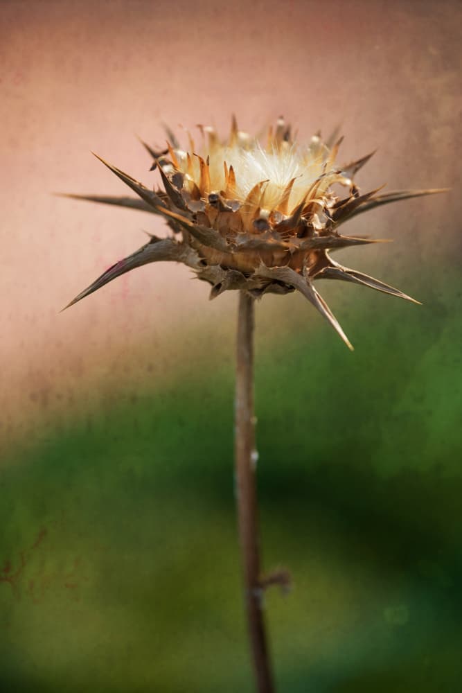 Dried Thistle Bloom by Xiang yang Cui — canvas wall art