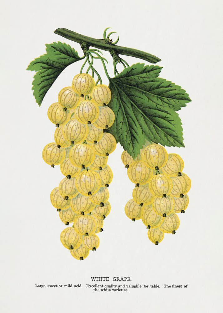 White Grape Lithograph by Botanical Specimen Rochester Lithographing — canvas wall art
