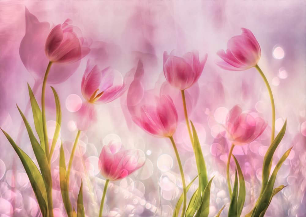 Dreamy Pink Tulips