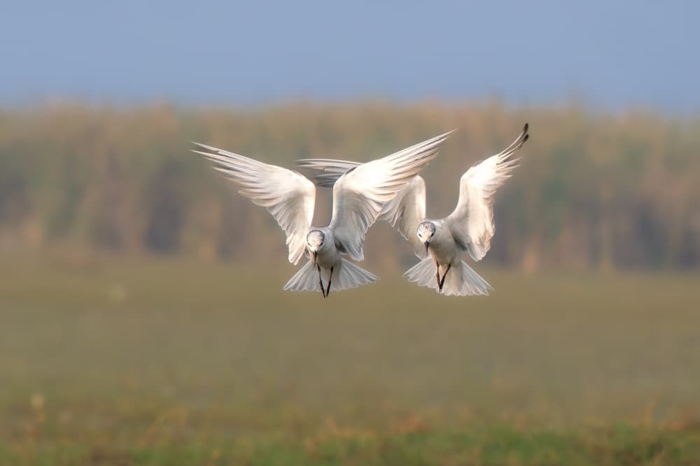 Graceful White Birds Flying by Rajat Dhesi — canvas wall art