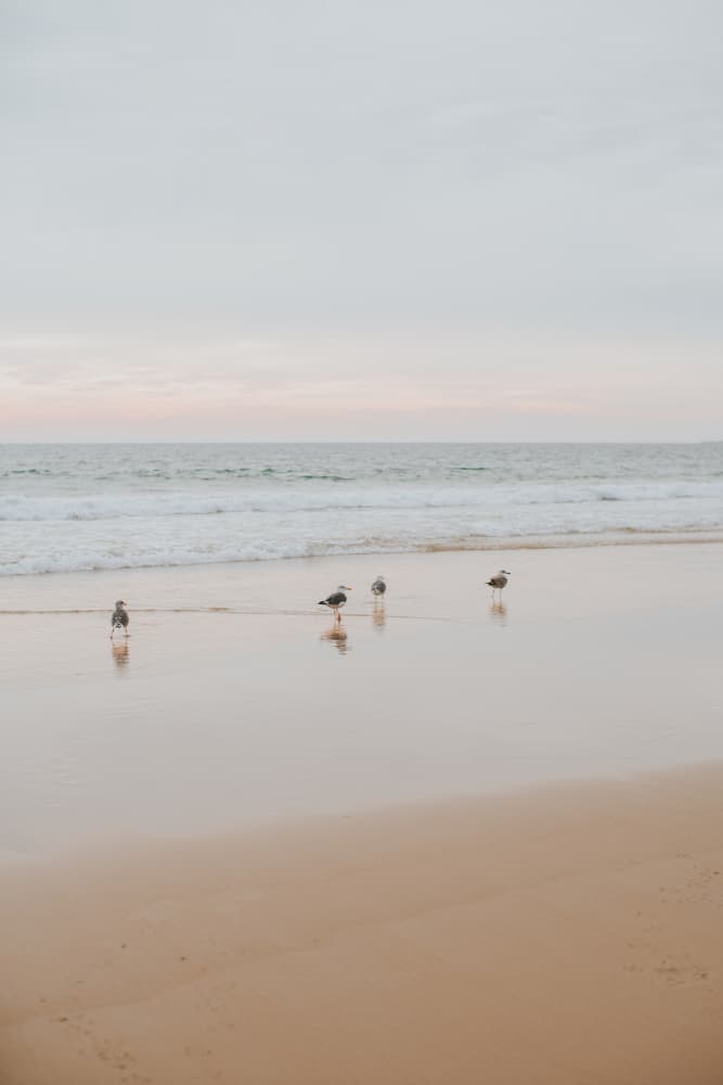 Seagulls On The Beach by Claudia Casal — canvas wall art