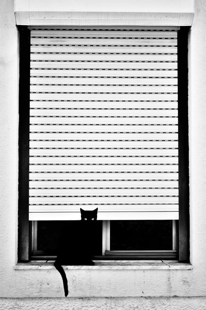Black Cat Window Gaze by Florentinus Joseph — canvas wall art