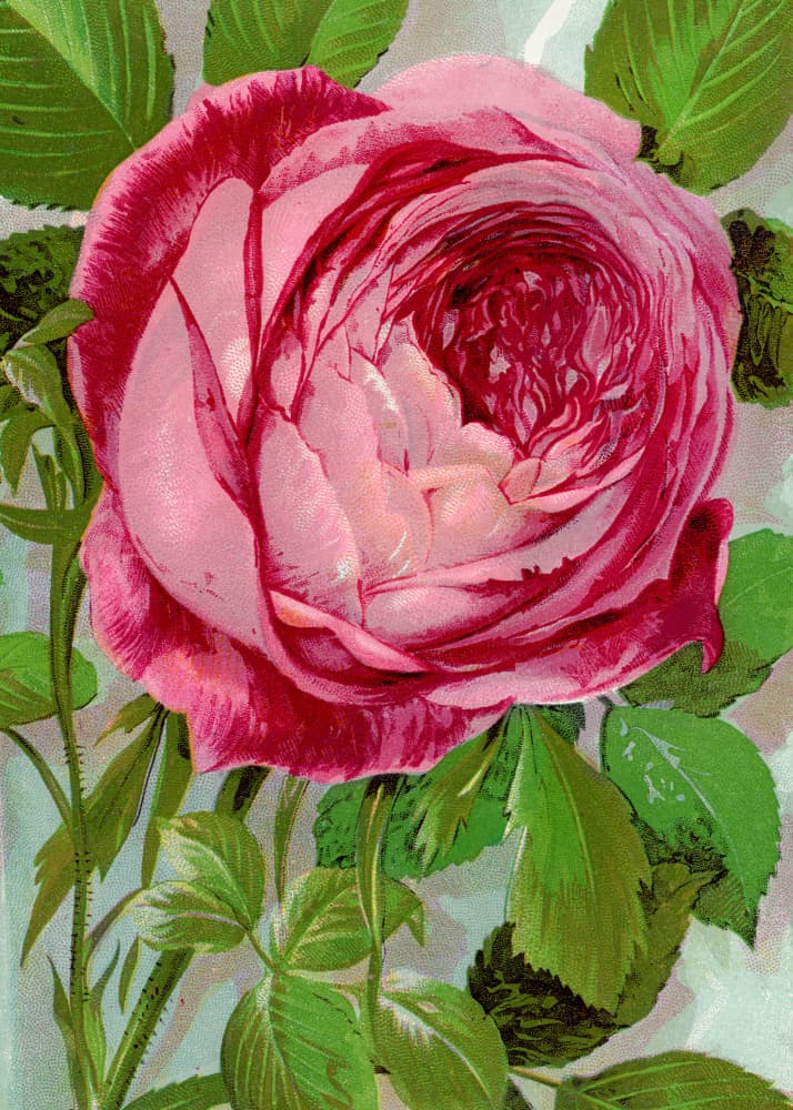 Pink Rose, Mrs John Laing Lithograph by Botanical Specimen Rochester Lithographing — canvas wall art