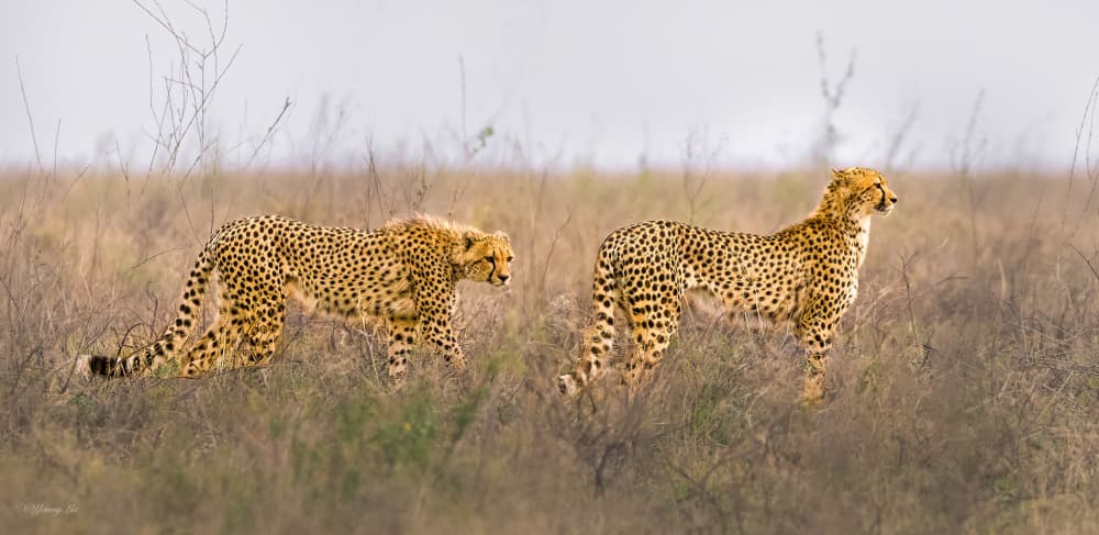 Wild Cheetah Pair by Yanny Liu — canvas wall art