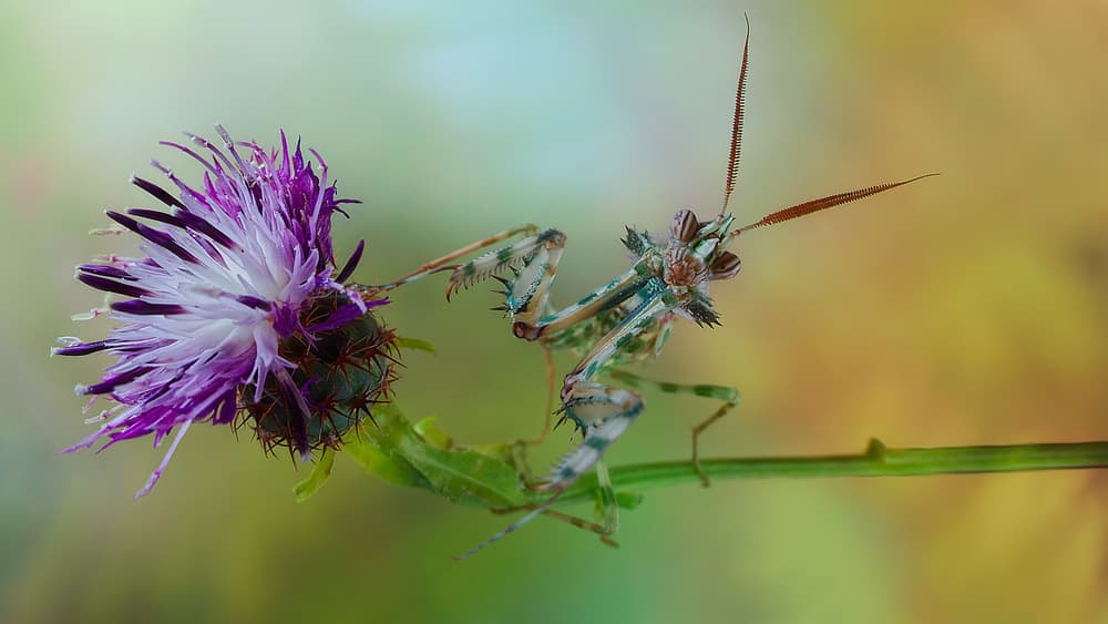Mantis on Thistle Bloom by Jimmy Hoffman — canvas wall art