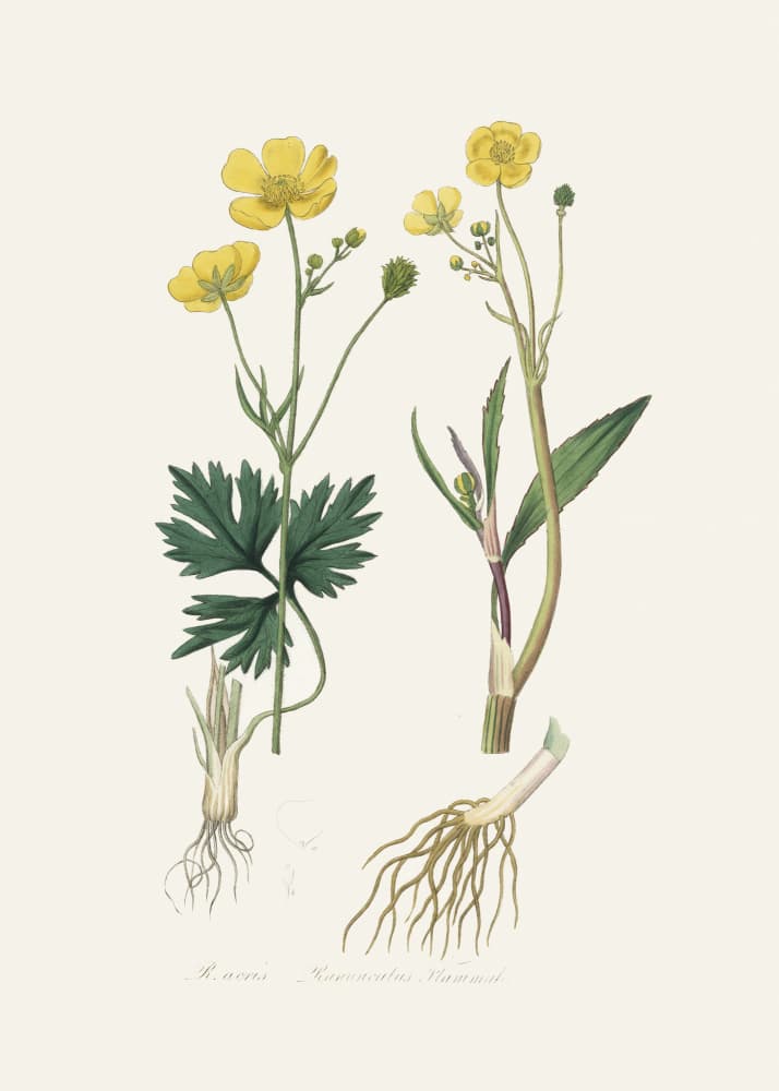 Lesser Spearwort (ranunculus Flammula) Medical Botany by John Stephenson and James Morss Churchill — canvas wall art