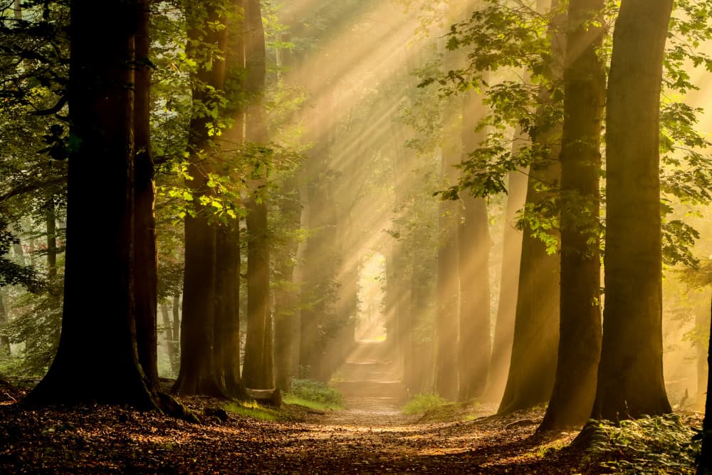 Enchanted Forest Path by Hilda van der Lee — canvas wall art