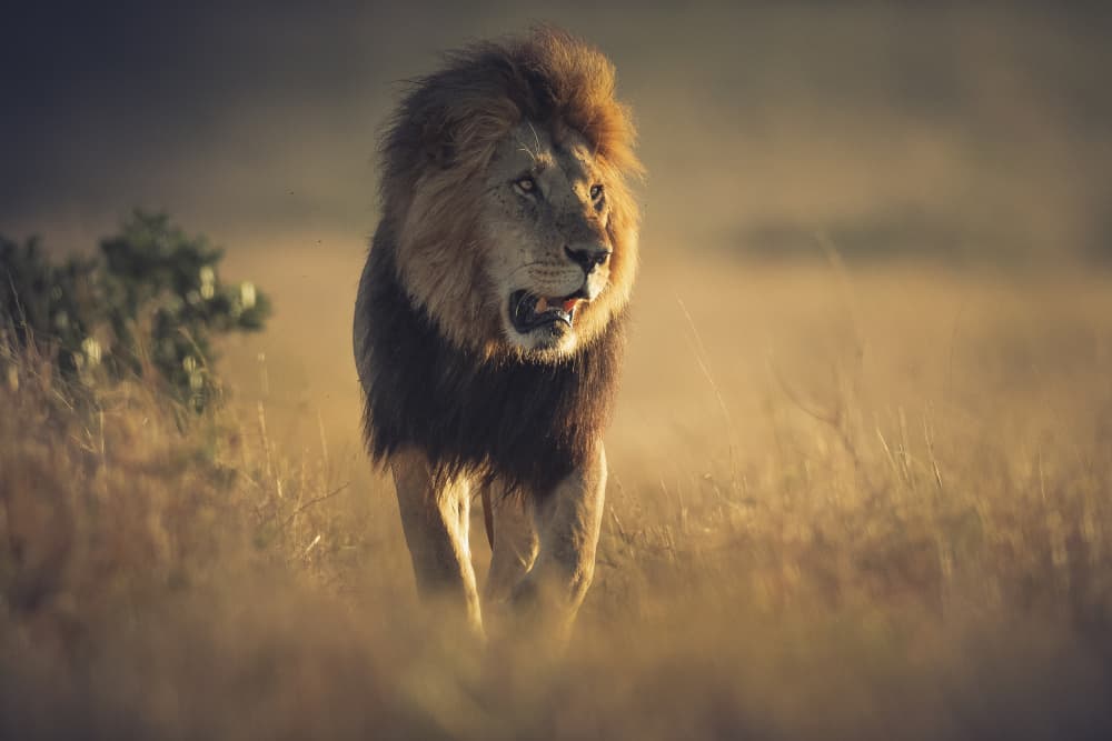 Powerful Golden Lion by Ahmed Sobhi — canvas wall art