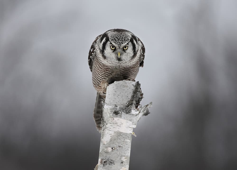 Watchful Hawk Owl by Jim Cumming — canvas wall art