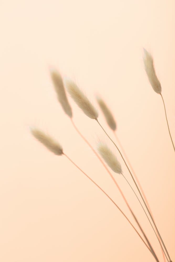 Soft Dried Grass by Pictufy Studio III — canvas wall art