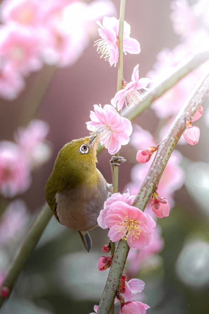 Spring Bird Blossoms by まちゅばら/Hiroki Matsubara — canvas wall art