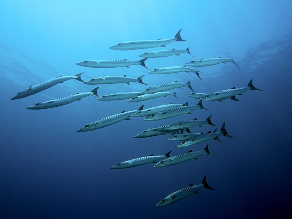 Deep Blue Barracudas by Henry Jager — canvas wall art