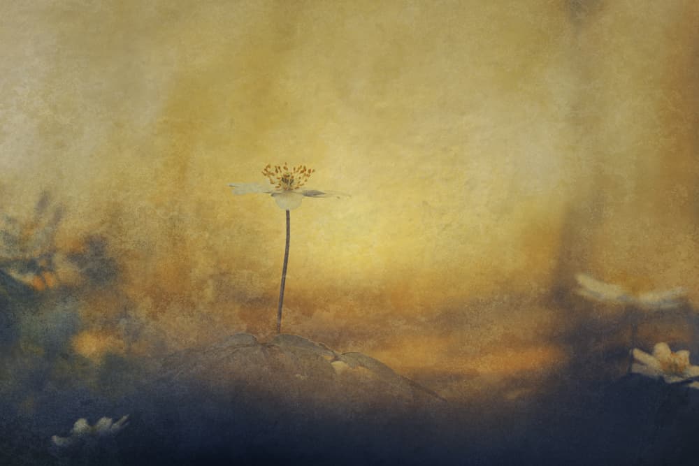 Golden Dream Flower by Jan van der Linden — canvas wall art