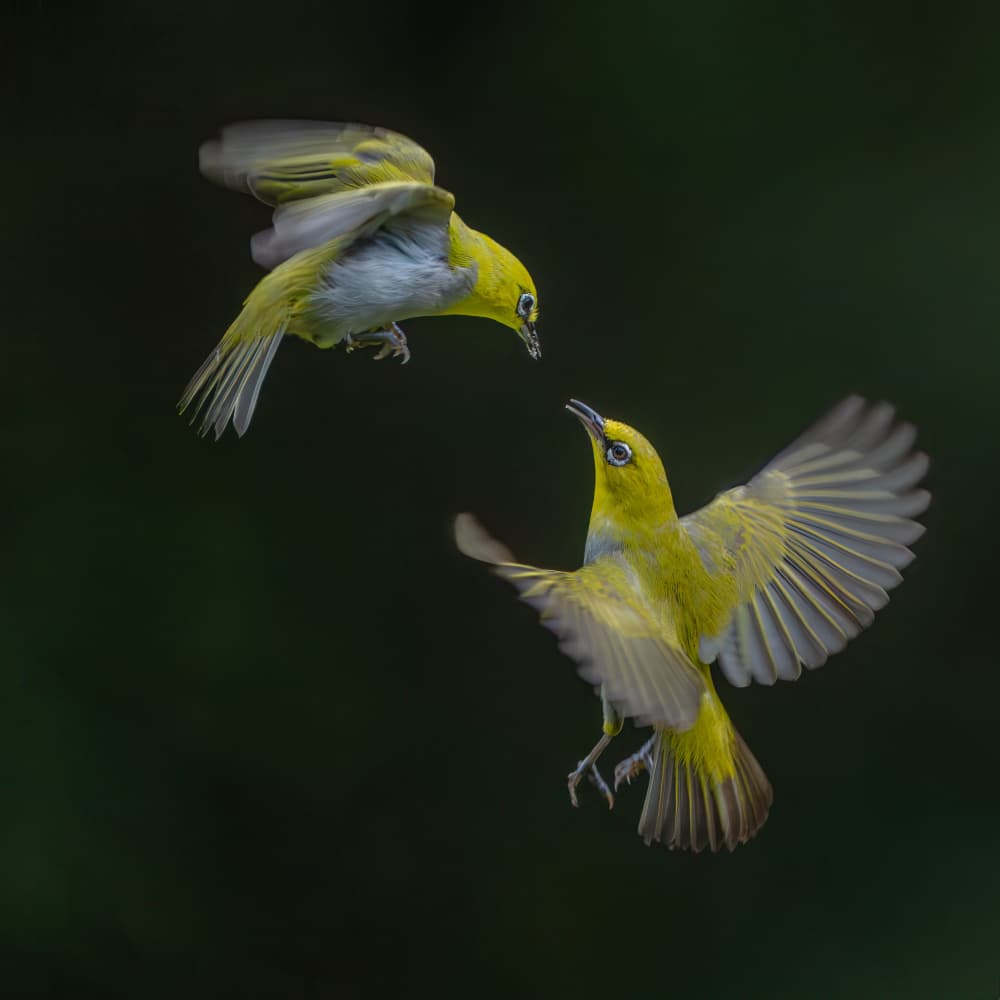 Playful Yellow Birds by Alex Li — canvas wall art