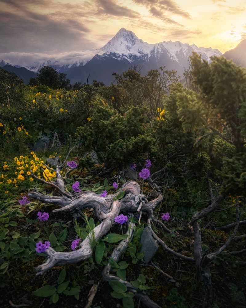 Mountain Sunset Purple Flowers by Yuan Cui — canvas wall art