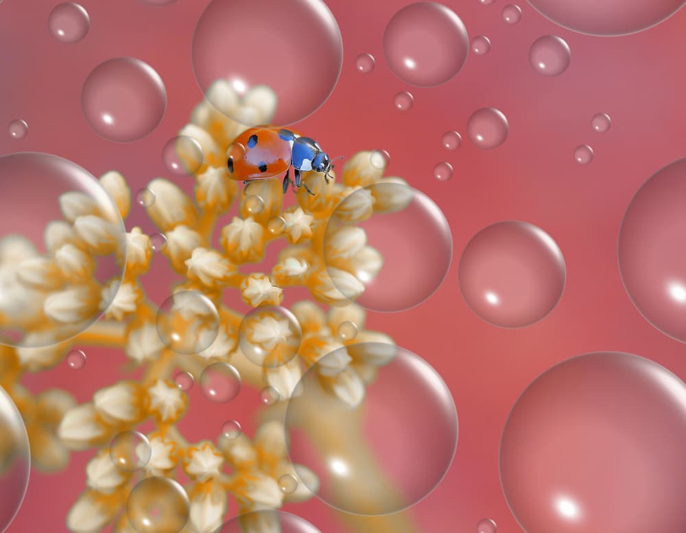 Ladybug and Water Drops by Thierry Dufour — canvas wall art