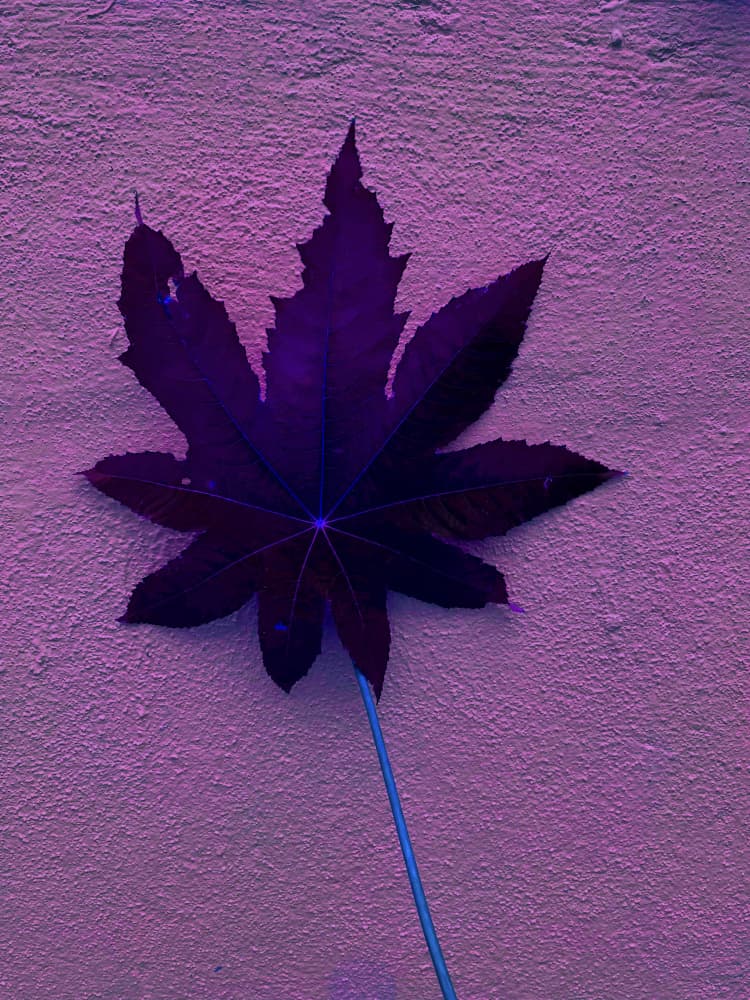 Botanical Violet Leaf by Santhosh ch — canvas wall art