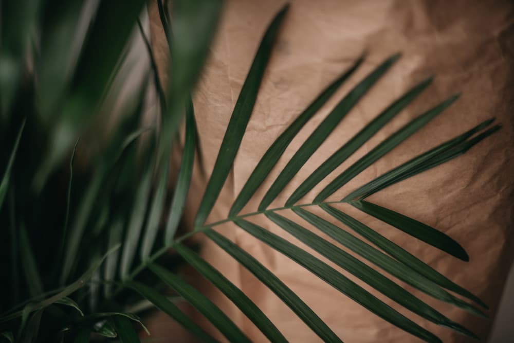 Palm Leaf on Kraft by Tim Mossholder — canvas wall art