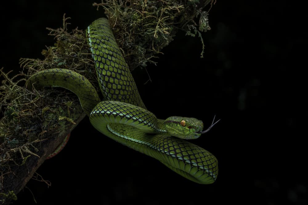 Green Viper on Mossy Branch by Tantoyensen — canvas wall art