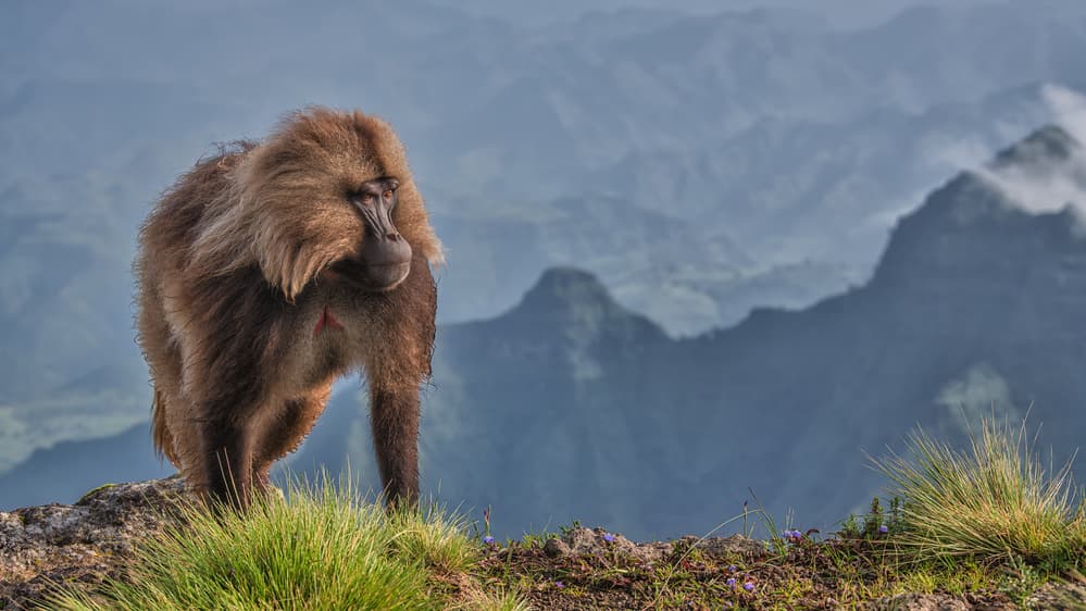Gelada Baboon Highlands by Luigi Ruoppolo — canvas wall art