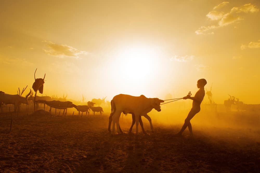 African Child and Cattle Sunset by Hesham Alhumaid — canvas wall art