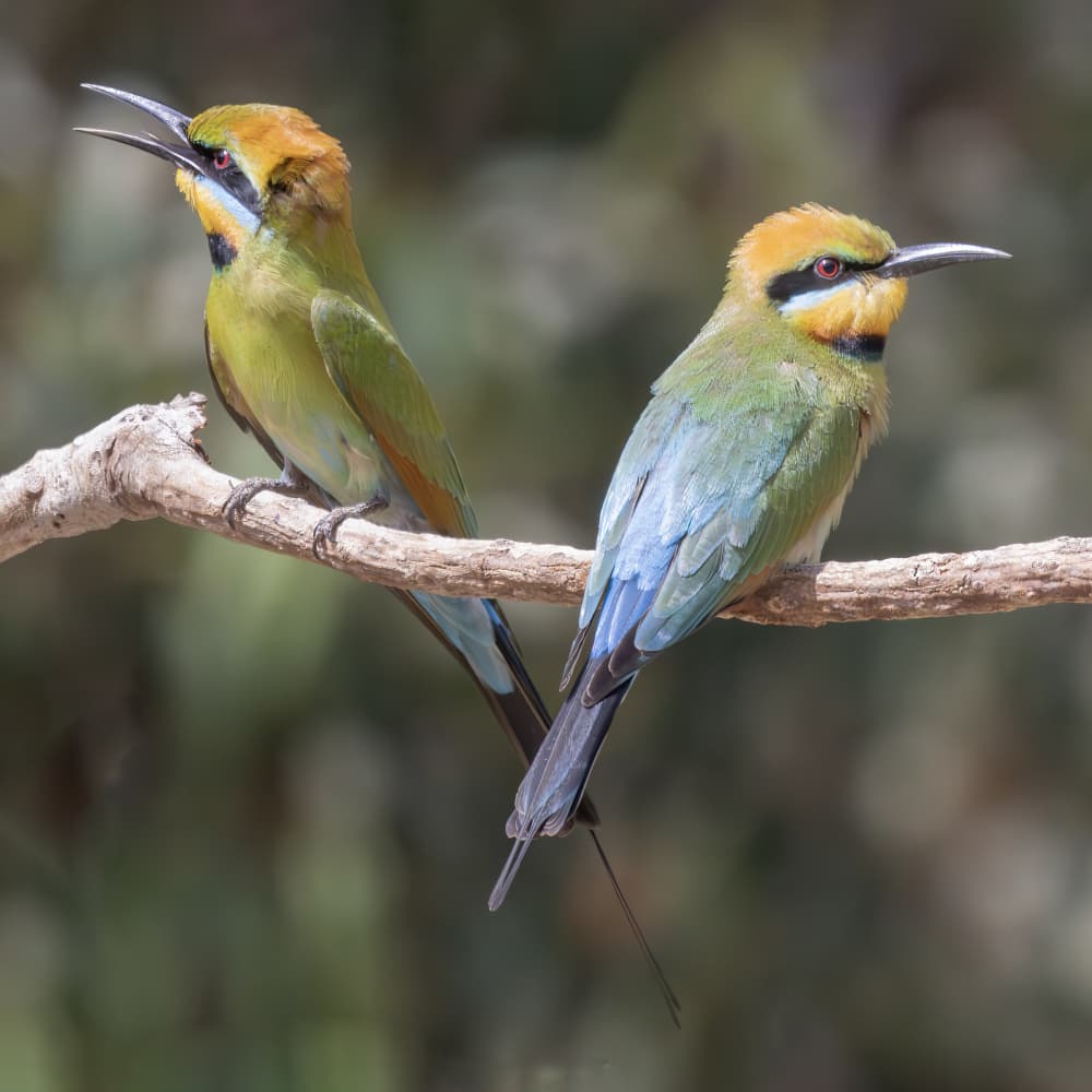 Colorful Bee-eater Pair by Susan Moss — canvas wall art