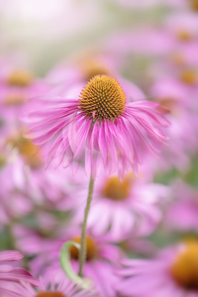 Soft Pink Coneflower by Jacky Parker — canvas wall art
