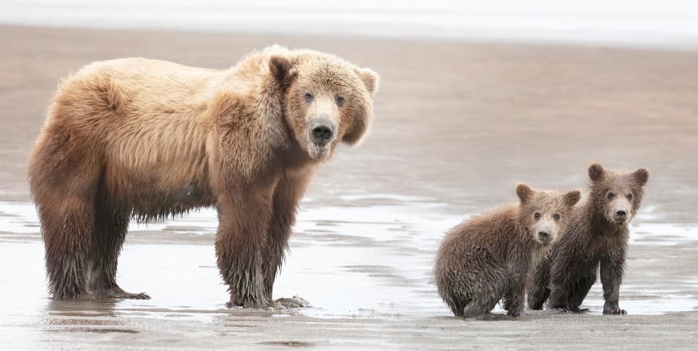 Grizzly Bears and Cubs by Linda D Lester — canvas wall art