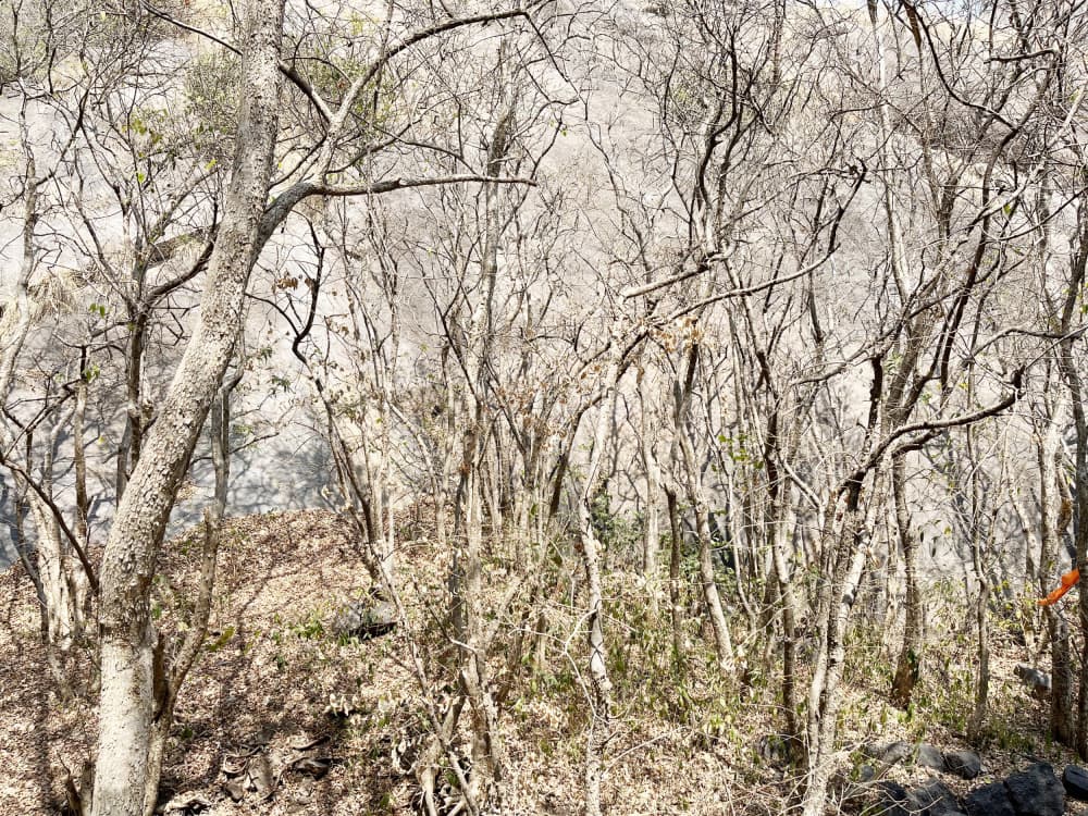 Dry Season Forest by Santhosh ch — canvas wall art