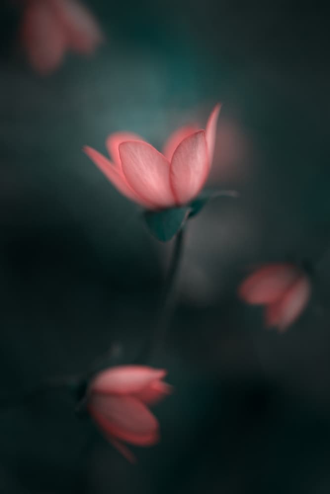 Blushing Pink Flowers by Nikki Georgieva V E G A N I K — canvas wall art