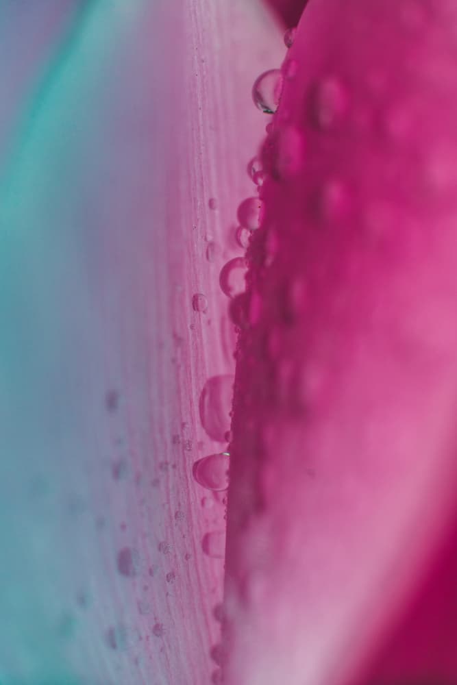 Pink And Teal Dew by Javier Pardina — canvas wall art