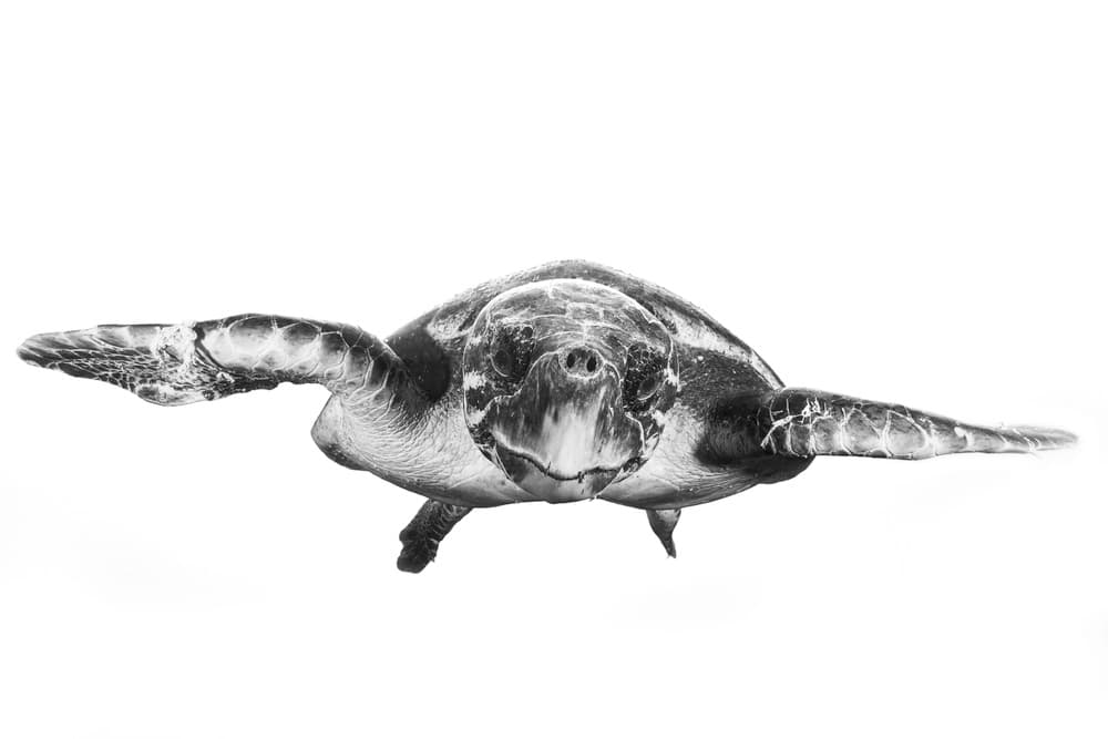 Graceful Sea Turtle by Barathieu Gabriel — canvas wall art
