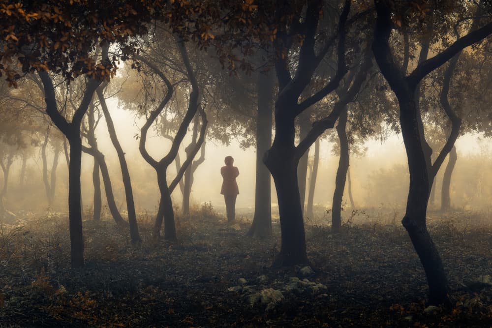 Misty Forest Solitude by Haim Rosenfeld — canvas wall art