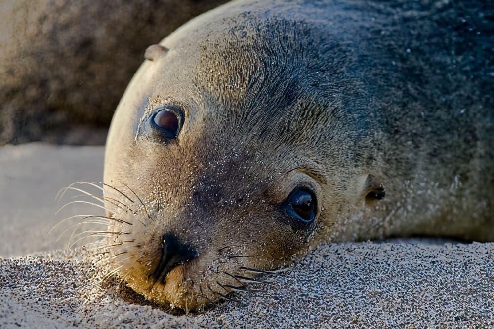 Curious Sea Lion Face by Ugur Erkmen — canvas wall art