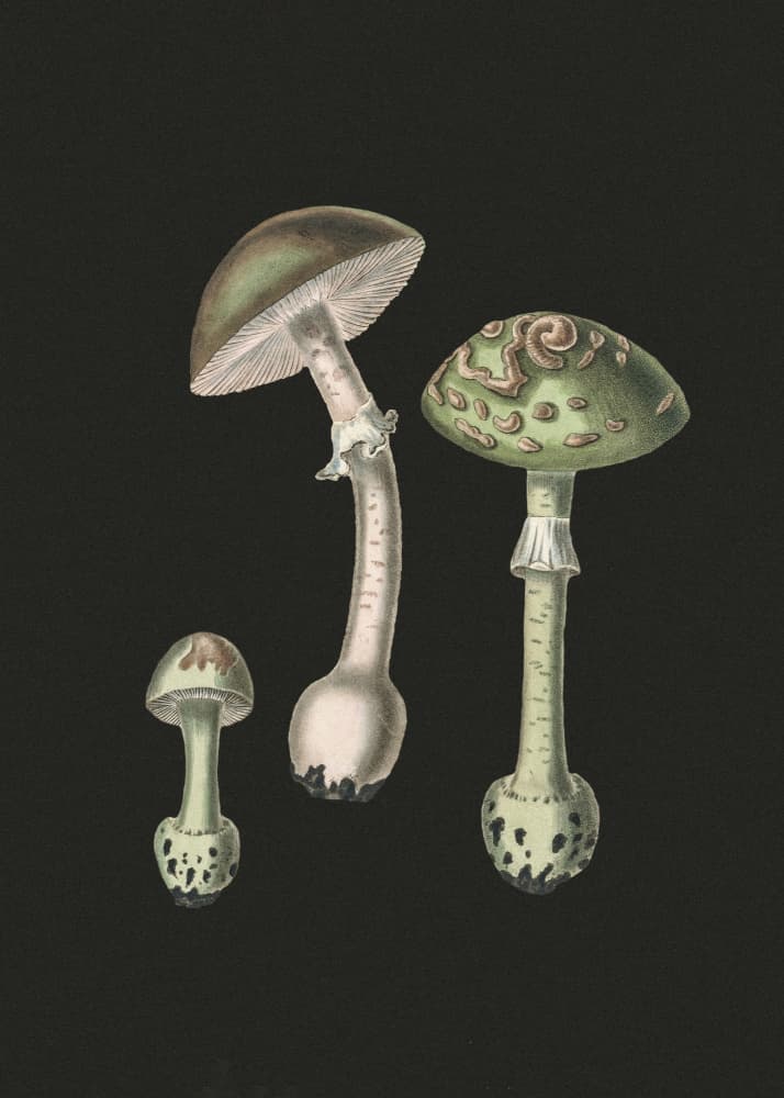 Amanita Muscaria Dark Background by John Stephenson and James Morss Churchill — canvas wall art