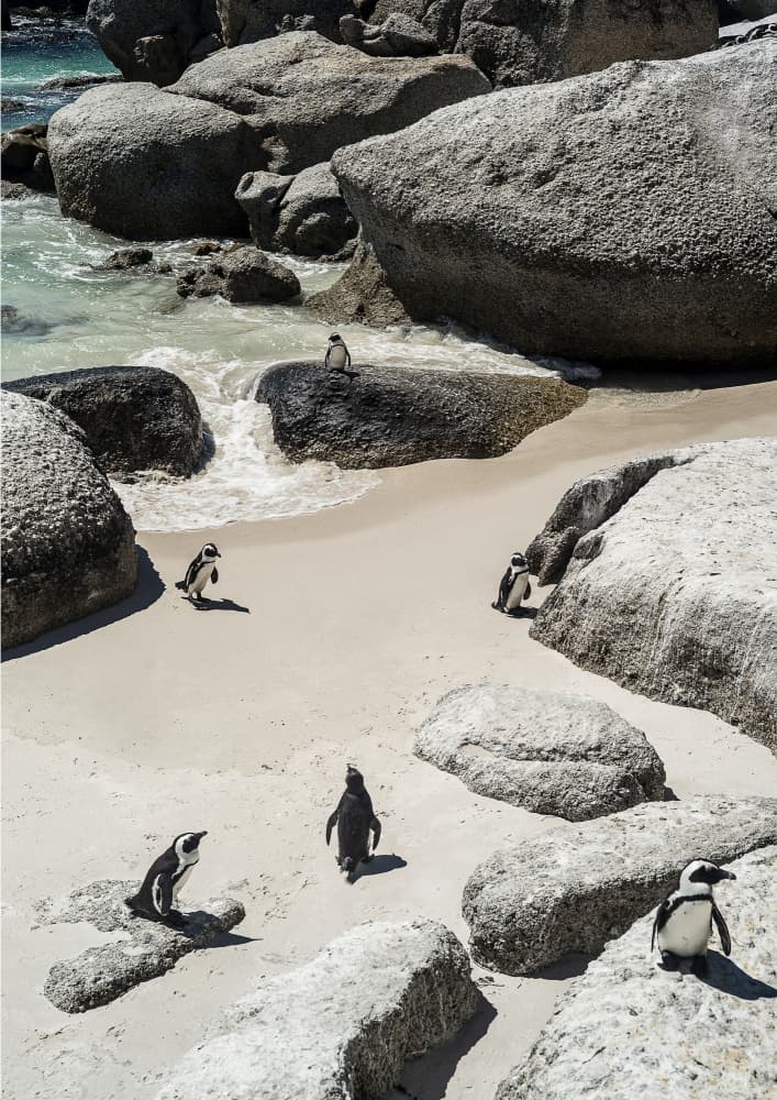 Penguin Beach Stroll by Shot by Clint — canvas wall art