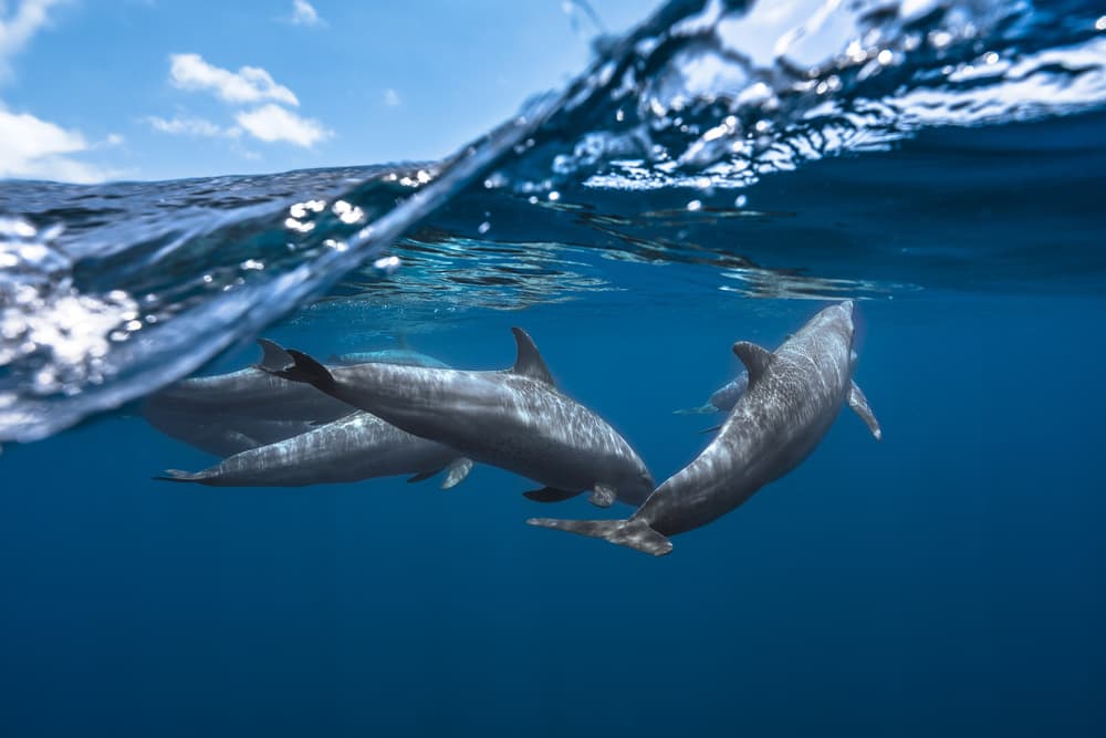 Wild Dolphins Ocean Swim by Barathieu Gabriel — canvas wall art