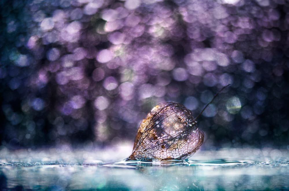 Delicate Lantern Reflection by Nikki Georgieva V E G A N I K — canvas wall art